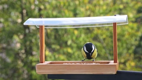 Tits fly up to the bird feeder Stock Footage 164400928