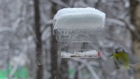 Tits fly up to the feeder on the window and take food seeds in winter Stock Footage 225926948