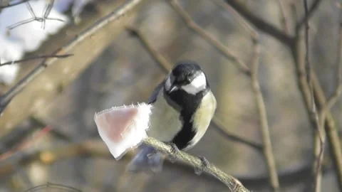 Tits on a forest feeder peck fat 1 Video stock 169760723
