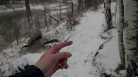 Tits in the forest sit on an empty hand 動画素材 131879062