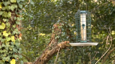 Tits on garden feeder. Stock Footage 120023540