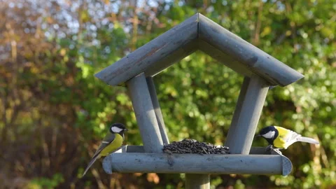 Tits having a snack on a garden bird feeder. Stock Footage 259487989