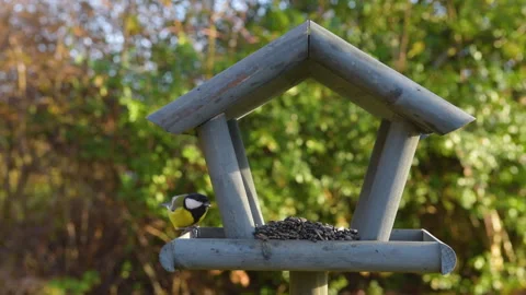 Tits having a snack on a garden bird feeder. Stock Footage 259489262
