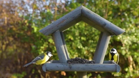 Tits having a snack on a garden bird feeder. Stock Footage 259489667
