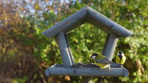 Tits having a snack on a garden bird feeder. Stock Footage 259490947
