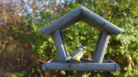 Tits having a snack on a garden bird feeder. Stock Footage 259491200