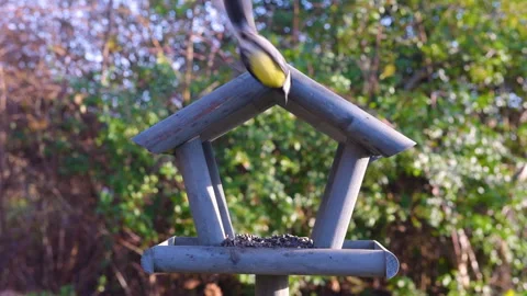 Tits having a snack on a garden bird feeder. Stock Footage 259492162