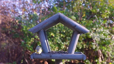 Tits having a snack on a garden bird feeder. Stock Footage 259492353