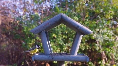 Tits having a snack on a garden bird feeder. Stock Footage 259492594