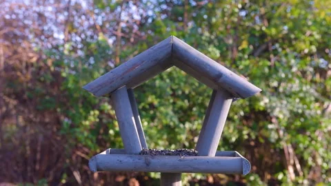 Tits having a snack on a garden bird feeder. Stock Footage 259494853
