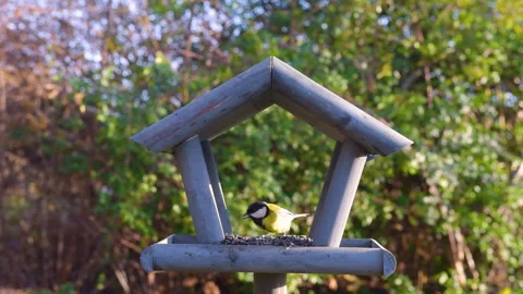 Tits having a snack on a garden bird feeder. Stock Footage 259495752