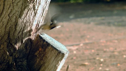 Tits nest Video stock 112392202