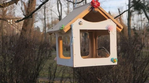 Tits in the park by the bird feeder Stock Footage 85346376