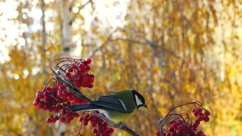 Tits on a rowan branch. Vídeo Stock 164028274