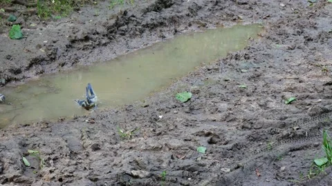 Tits swim in a forest puddle. 動画素材 156237883