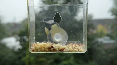 Tits on window feeder Stock Footage 29661662