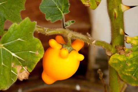 Titty fruit on garden. Stock Photos