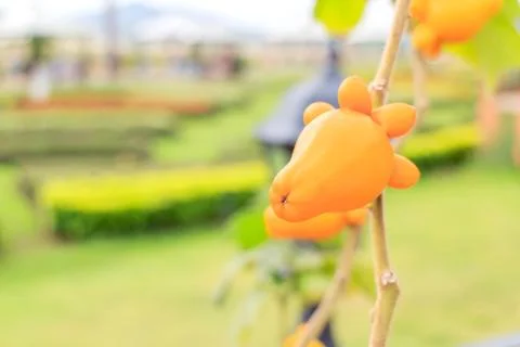 Titty fruit Stock Photos