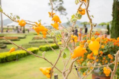 Titty fruit Stock Photos