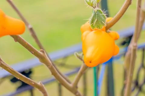 Titty fruit Foto stock