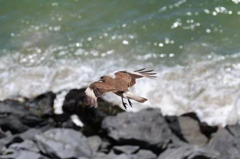 Tiuque (Milvago chimango) Stock Photos