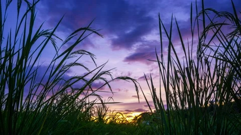 TL 4k rice field 4 Stock Footage 168217024