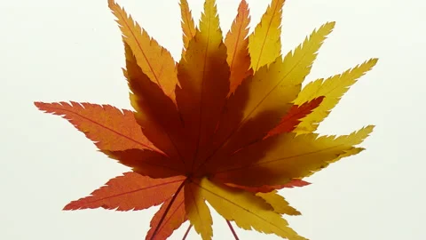 T/L Beautiful maple a leaves on a light box translucent Stock Footage 162558474