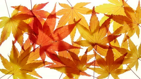T/L Beautiful maple a leaves on a light box translucent Stock Footage 162558714