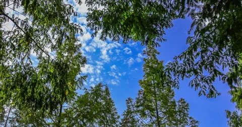 T/L Cloud moving cross over the trees at low angle Video stock 162592104