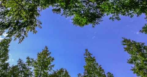 T/L Cloud moving cross over the green trees Stock Footage 162592206