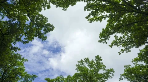 TL D, moving clouds framed by oak leaves, lockdown Stock Footage 46707581