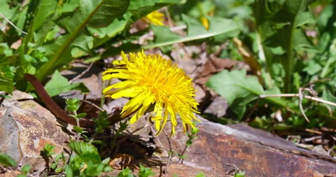 T/L Dandelion in spring at forest grow up Stock Footage 162592375