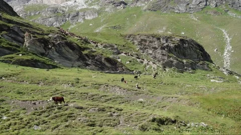 TL grazing cows Stock Footage 137162670