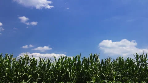 T/L Green corn field and blue sky with white clouds Agricultural landsca Stock Footage 162607777