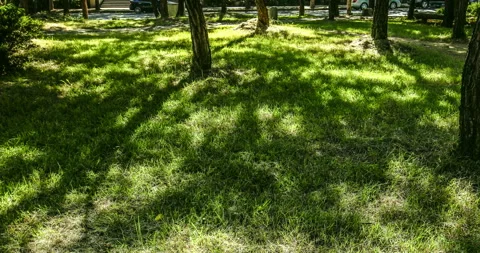 T/L Reflection light beam on green grass Stock Footage 162592599