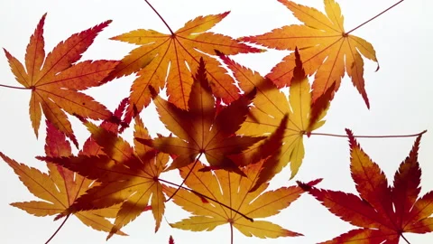 T/L Stop motion view of maple leaves on a white Stock Footage 162605012