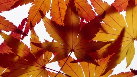 T/L Stop motion view of maple leaves on a white Stock Footage 162605051