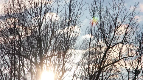 TL Sun in Trees 1 Stock Footage 33978662