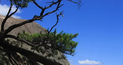 T/L Ten thousands of years pine tree on the rock in GyeongSan, South Kor Stock Footage 162603065