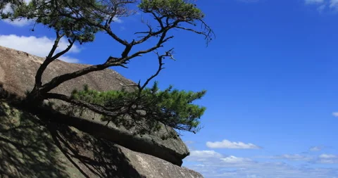T/L Ten thousands of years pine tree on the rock in GyeongSan, South Kor Stock Footage 162603451