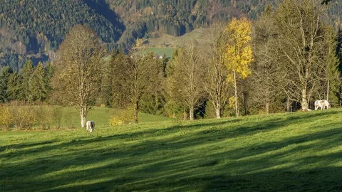 TL timelapse grazing cows and ponies Stock-Footage 99327892