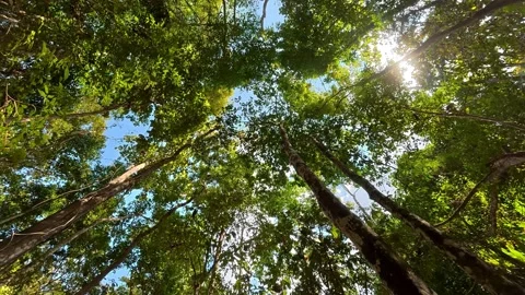 TL trees Stock Footage 325634165