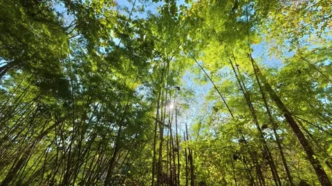 TL trees Stock Footage 326080140