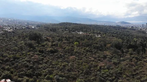 Tlalpan forest. Видео 124548730