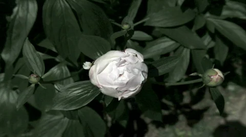 TLFlower Stock Footage 759077