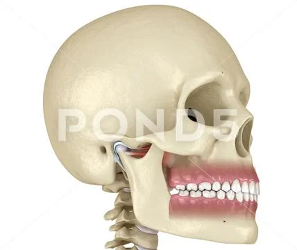 TMJ: The temporomandibular joints. Healthy occlusion anatomy: Graphic ...