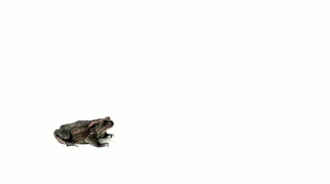 Toad 1 Stock Footage 11153545