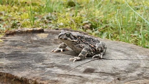 Toad (1/6) Vídeos de archivo 8161363