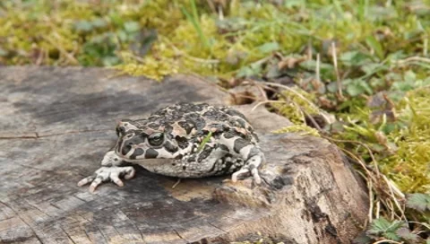 Toad (2/6) Vídeos de archivo 7905076