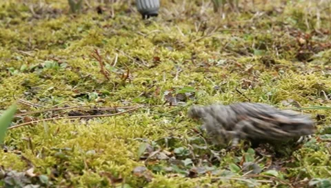 Toad (5/6) Vídeos de archivo 8160569